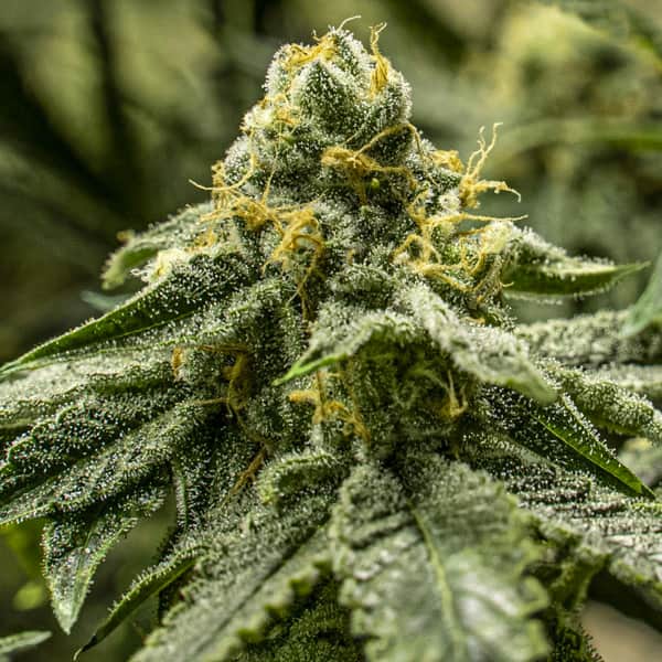 2y2 Seed > R-Kiem Seeds | Feminized Cannabis   |  Indica